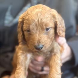Hazel - Apricot female Goldendoodle puppy in Beaverton, Oregon from Mini Goldendoodles