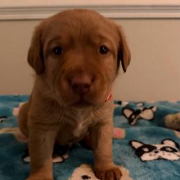Redwood - Yellow male Labrador Retriever puppy in North Chesterfield, Virginia from Lake Crystal Farms Labradors