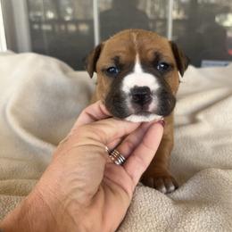 Comet - Red female American Staffordshire Terrier puppy in Marietta, Georgia from Ambition Amstaffs