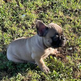 Buddy - Fawn male French Bulldog puppy in Comfort, Texas from Dayna Gwaltney