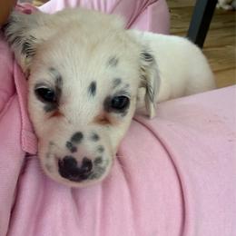Pearl - White and black male Dalmatian puppy in Bremen, Georgia from Clark’s Dalmatians
