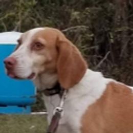 Whiskey - Beagle