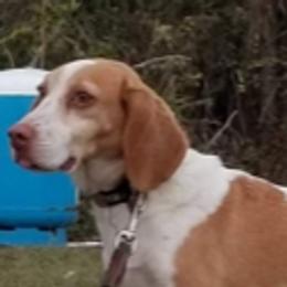 Whiskey - Beagle