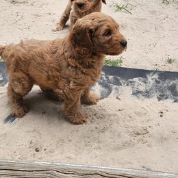 Murphy - Red male Australian Labradoodle puppy in Ocala, Florida from Vinton Valley Australian Labradoodles