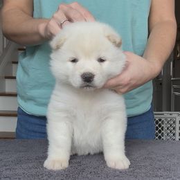 Boy 4 - Orange collar - White male Akita puppy in Coopersburg, Pennsylvania from Main Street Akitas