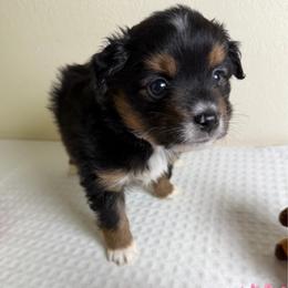 Cinnamon - Black tri female Miniature American Shepherd puppy in Tonasket, Washington from V5 Aussies