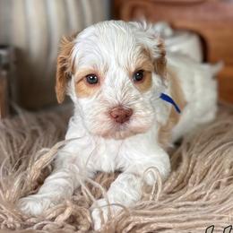 Dill - Caramel male Australian Labradoodle puppy in Decatur, Alabama from Southern Meadows Doodles