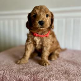 Apple Jacks - Red  male Goldendoodle puppy in Taylorsville, North Carolina from Heartfelt Doodles