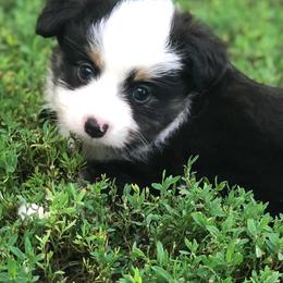 Toy Australian Shepherd Puppies from Kickapoo Creek Aussies