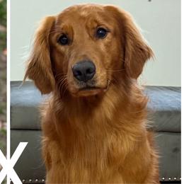 Golden Retriever puppies from K & M Golden Retrievers