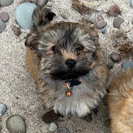 George - Red sable male Havanese puppy in Rochester, New York from HavaHavanese