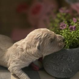 Meadow - Cream female Goldendoodle puppy in Freedom, New York from Samantha's Goldendoodles