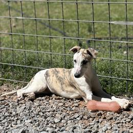Girl 1 - Fawn brindle female Whippet puppy in Kings Mountain, North Carolina from WesAnn’s