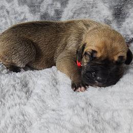 Quest - Fawn male Great Dane puppy in Lebanon, Virginia from North Cedar Danes