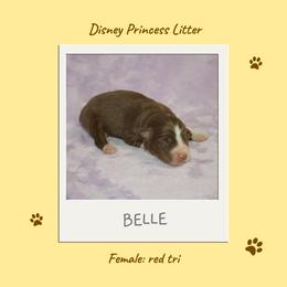 Miniature Australian Shepherd and Toy Australian Shepherd Puppies from Ashley's Aussies, LLC