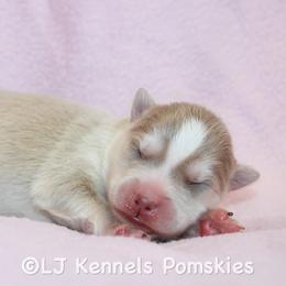 Male 2 - Lavender male Pomsky puppy in Centerville, Iowa from LJ Kennels Pomskies, LLC