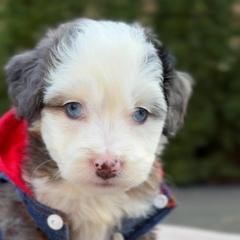 Blue eyed Raleigh - male Australian Mountain Doodle puppy in Washougal, Washington from Sandy Creek Bernedoodles