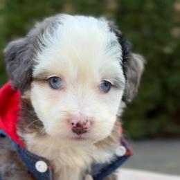 Blue eyed Raleigh - male Australian Mountain Doodle puppy in Washougal, Washington from Sandy Creek Bernedoodles