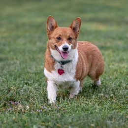 Annie - Pembroke Welsh Corgi