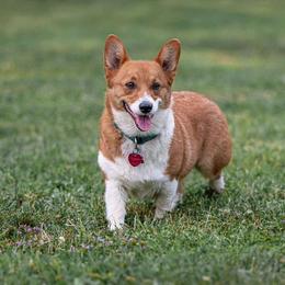 Annie - Pembroke Welsh Corgi