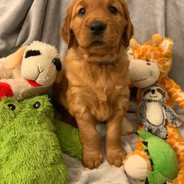 Golden Retriever Puppies from Charmed Golden Retrievers