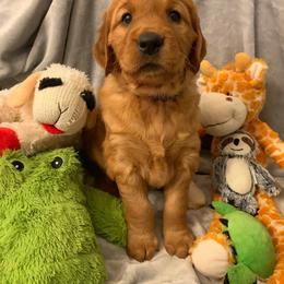 Golden Retriever Puppies from Charmed Golden Retrievers