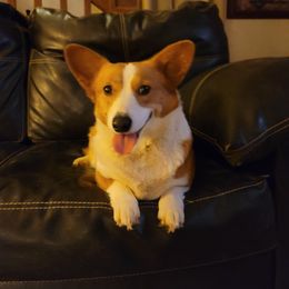 Pembroke Welsh Corgi All Grown Up from Donna Prevost