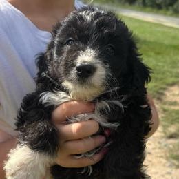 Arizona - Black and white female Aussiedoodle puppy in Four Oaks, North Carolina from RoseWest Farms