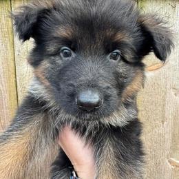 Willow - Black and red female German Shepherd puppy in Graham, Washington from Wildeflecken Shepherds