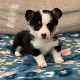 Stormy - Black and tan female Pembroke Welsh Corgi puppy in Waco, Texas from The Comma Corgis