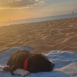 Poodle Puppies from White Willow Poodles