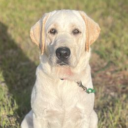 Daisy - Labrador Retriever