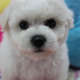 Bichon Frise Puppies from Cambeas Puppies