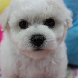 Bichon Frise Puppies from Cambeas Puppies