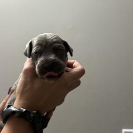 Great Dane All Grown Up from Dream Danes House of Cambridge Great Danes