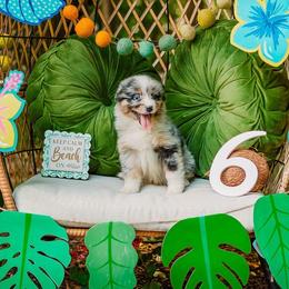 Banks - Blue merle male Australian Shepherd puppy in Eubank, Kentucky from Ashlee's Aussies