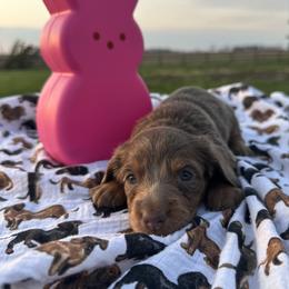 Violet - Fawn (isabella) and tan female Dachshund puppy in Hudson, Michigan from Mittentail Kennel Miniature Dachshunds & Australian Shepherds