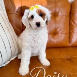Daisy - Parti female Goldendoodle puppy in Orangevale, California from Ugly Dad Doodles