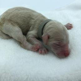Bernedoodle and Goldendoodle Puppies from Bailey Mountain Doodles