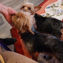 Yorkshire Terriers from Tammy's Yorkies