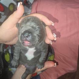 Princess Vivian - Blue female French Bulldog puppy in Avondale, Arizona from Montes House of  Frenchies