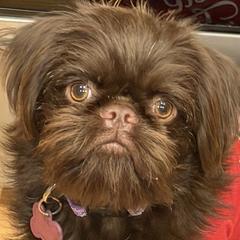 Brussels Griffons, Chihuahuas, and French Bulldogs from BZB Griffs