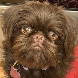 Brussels Griffons, Chihuahuas, and French Bulldogs from BZB Griffs