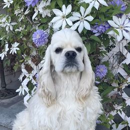 Chilly - Cocker Spaniel