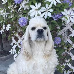 Chilly - Cocker Spaniel