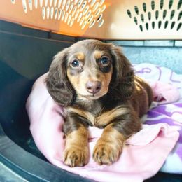 Dachshund Puppies from Dream Dachshunds