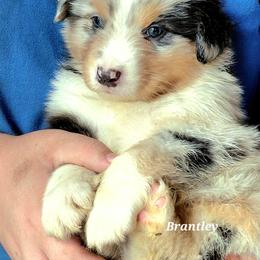 BRANTLEY - Blue merle male Australian Shepherd puppy in Elk Creek, Missouri from Hearts on Fire Australian Shepherds