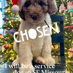 Tigger - male Newfypoo puppy in Jackson, Missouri from Two Sisters Ranch, LLC