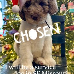 Tigger - male Newfypoo puppy in Jackson, Missouri from Two Sisters Ranch, LLC