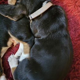 Basset Hound Puppies from Marvel-ous baby basset hounds